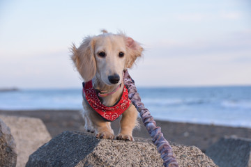 見つめる仔犬