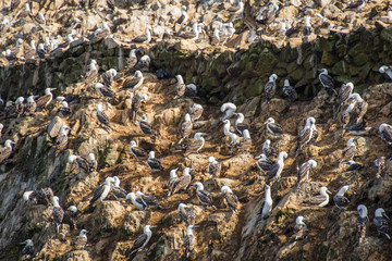 The Peruvian boobies (Sula variegata) in Paracas National Reserve