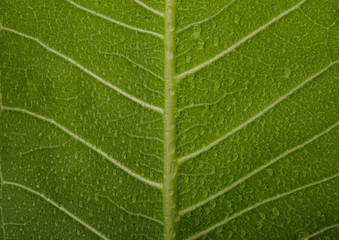 Obraz premium Structure of green leaves with water drop macro shot isolate on white background