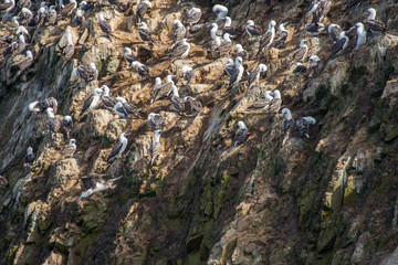 The Peruvian boobies (Sula variegata) in Paracas National Reserve