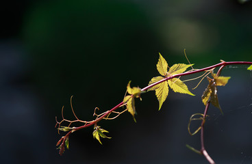 sprout again sunlight