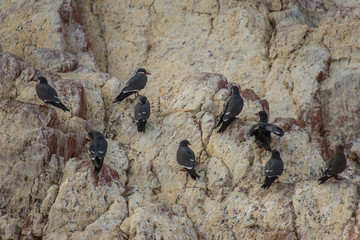 Inca tern (Larosterna inca) in Paracas National Reserve (Peru)