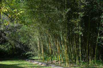 Fototapeta premium Secret pathway in bamboo forest