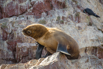 Fur seal on the islands of Ballestas (National Reserve Paracas, Peru)
