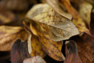 Background of dried autumn peonies leaves