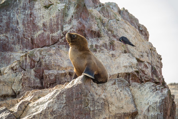 Obraz premium Fur seal on the islands of Ballestas (National Reserve Paracas, Peru)