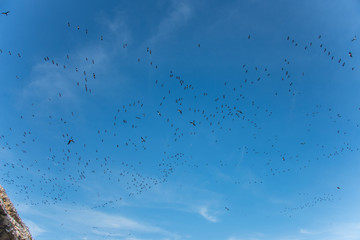 Paracas National Reserve in Peru