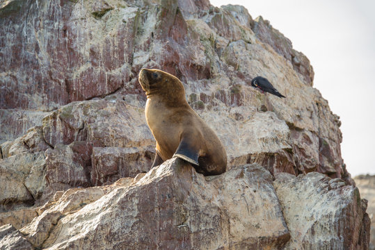 Fur seal on the islands of Ballestas (National Reserve Paracas, Peru)