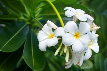 White and yellow plumeria flowers bunch blossom close up, green leaves blurred bokeh background, blooming frangipani tree branch, exotic tropical flower in bloom, beautiful natural floral arrangement - obrazy, fototapety, plakaty