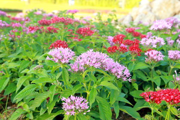 Fototapeta premium flowers in the garden