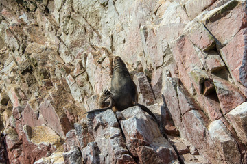 Fur seal on the islands of Ballestas (National Reserve Paracas, Peru)