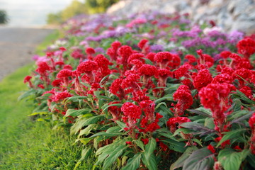 red flowers in the garden