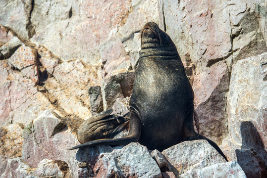 Fur seal on the islands of Ballestas (National Reserve Paracas, Peru)