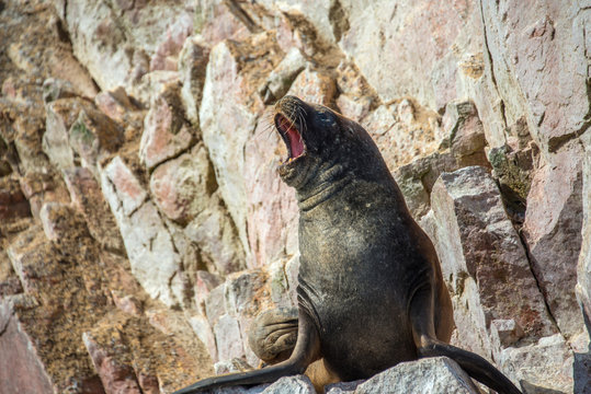 Fur seal on the islands of Ballestas (National Reserve Paracas, Peru)