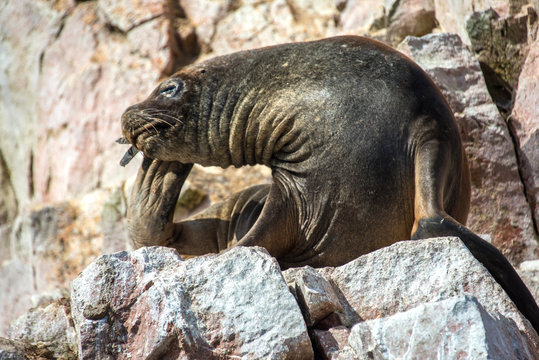 Fur seal on the islands of Ballestas (National Reserve Paracas, Peru)