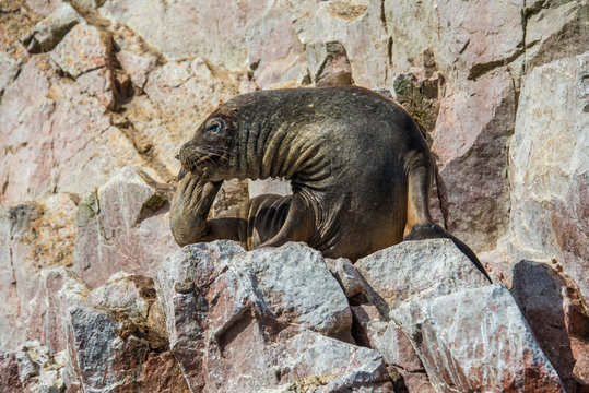 Fur seal on the islands of Ballestas (National Reserve Paracas, Peru)