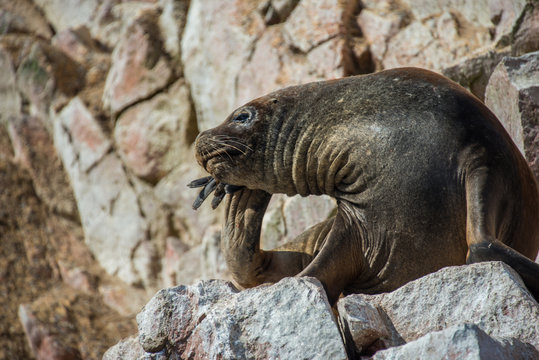 Fur seal on the islands of Ballestas (National Reserve Paracas, Peru)