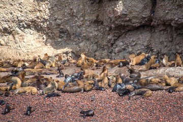 Fur seals on the beach on the islands of Ballestas (National Reserve Paracas, Peru)