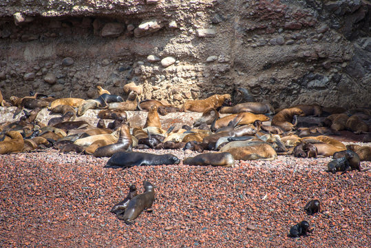 Fur seals on the beach on the islands of Ballestas (National Reserve Paracas, Peru)