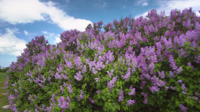 Flowering bush of lilac flower under blue sky. Spring flower Concept.