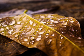 Autumn leaf with morning dew droplets