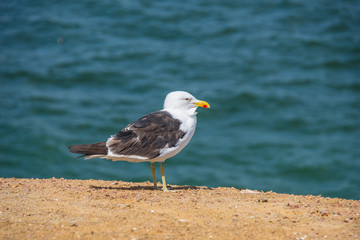 Seagulls in National Reserve Paracas (Peru)