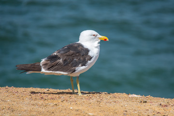 Seagulls in National Reserve Paracas (Peru)