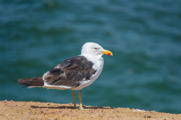 Fototapeta na wymiar Seagulls in National Reserve Paracas (Peru)