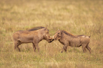 Fototapeta premium Warhogs in Nairobi National Park