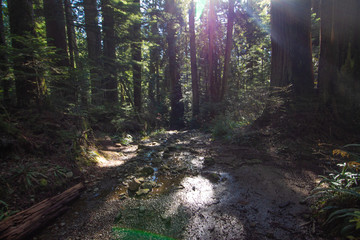 Obraz premium Brothers Creek, Vancouver, October