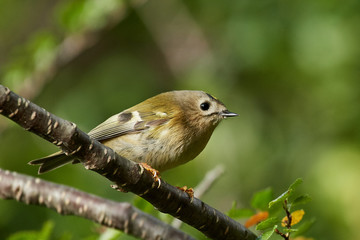 Goldcrest (Regulus regulus)