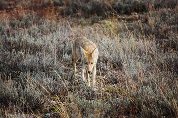 Coyote