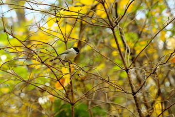 枝にとまる鳥