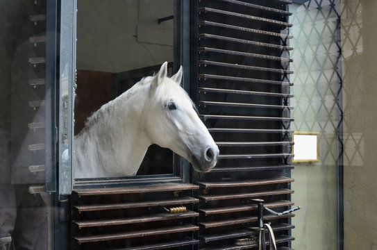 The head of a white horse looks out of the stable window
