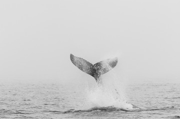 The Tail of a Humpback whale - Megaptera novaeangliae- emerging from the surface of the ocean, near...