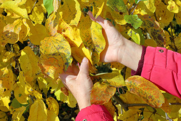 An elderly woman  gently hold in hand  a golden autumn apple tree leaves