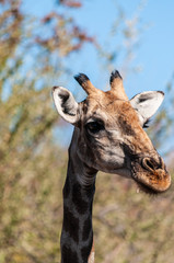 Closeup of Angolan Giraffe - Giraffa giraffa angolensis- head sticking out from the bushes of Etosha National Park, Namibia.