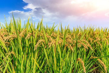 Ripe rice and beautiful sky at sunset