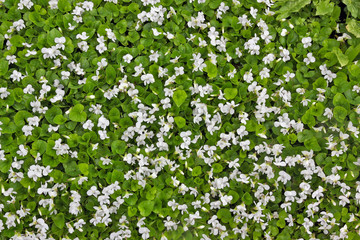 Obraz na płótnie Canvas Spring May background from white gentle flowers and green leaves with rain water drops