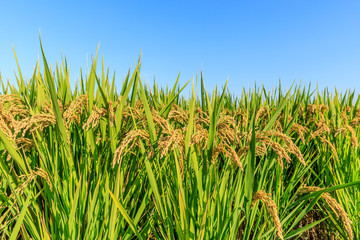 Naklejka premium Ripe rice and beautiful sky in daylight
