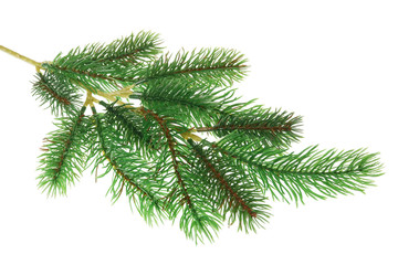 Artificial dead plastic pine spruce branch for eternal Christmas decorations isolated macro