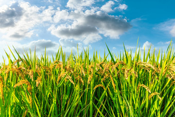 Ripe rice and beautiful sky in daylight