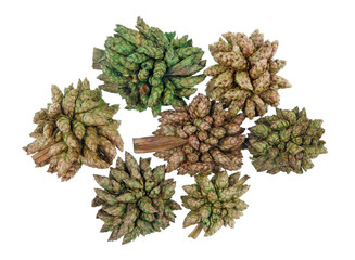Poisonous green dried flower are used to make hallucinogenic mixtures isolated macro