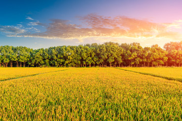Obraz premium Yellow paddy field and beautiful sky at sunset