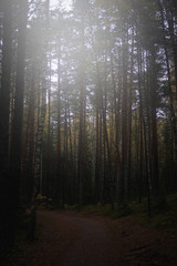 Dark gloomy pine forest with path between trees in autumn season.