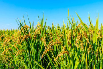 Ripe rice and beautiful sky in daylight