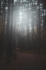 Fototapeta premium Dark gloomy pine forest with path between trees in autumn season.