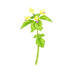 Edmonton hempnettle flower, drawing by colored pencils