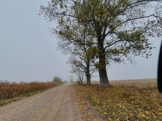 road in the forest © Krystian