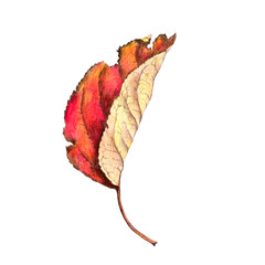 autumn red leaf, drawing by colored pencils